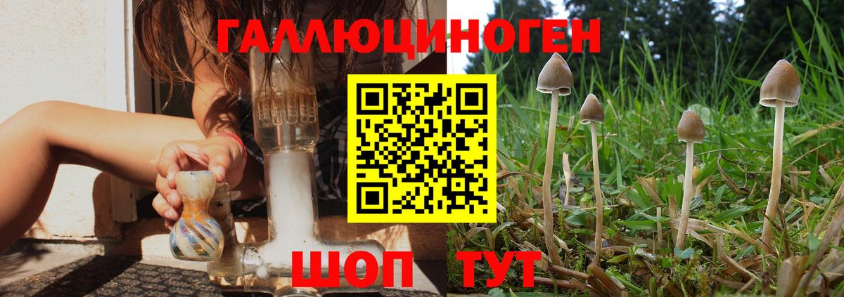 Шатура  Псилоцибиновые грибы Psilocybe  Вход с VPN 